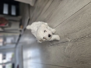 Vând câine bichon superb  - imagine 4