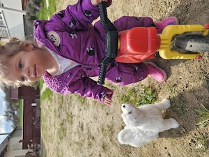 Vând câine bichon superb 