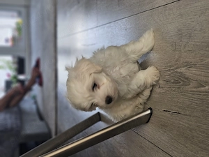 Vând câine bichon superb  - imagine 3