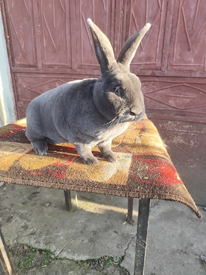 Iepuri Rex Albastru și Rex Castor