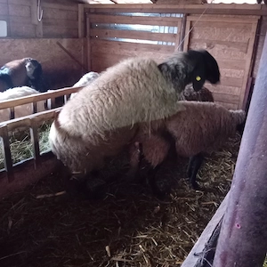 berbec de vânzare  - imagine 2