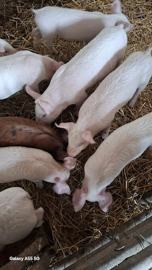 Purceii de vânzare.