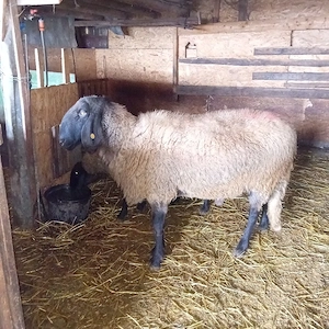 berbec de vânzare  - imagine 4