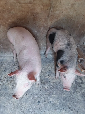  Vand doua purcele de rasa