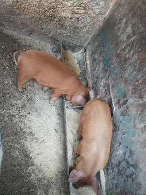 Vand purcei - imagine 5