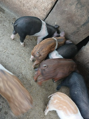 Vand purcei - imagine 4