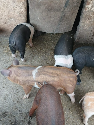 Vand purcei - imagine 2