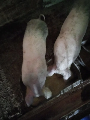 dau un porc la schimb pt 3 miei 