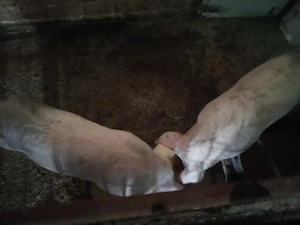 dau un porc la schimb pt 2miei sau ceriale sau vind  2 bucati - imagine 2