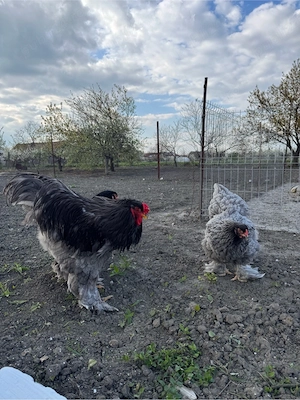 Păsări Brahma disponibile - imagine 3