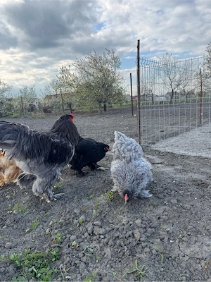 Păsări Brahma disponibile - imagine 4