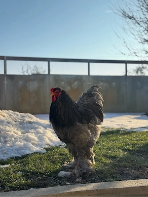 Păsări Brahma disponibile