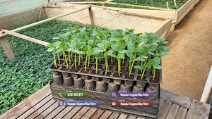 Rasaduri rosii, ardei, castraveti, vinete - Rasaduri legume de vanzare - imagine 8