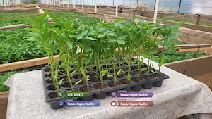 Rasaduri rosii, ardei, castraveti, vinete - Rasaduri legume de vanzare - imagine 4