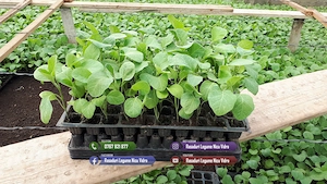 Rasaduri rosii, ardei, castraveti, vinete - Rasaduri legume de vanzare - imagine 2