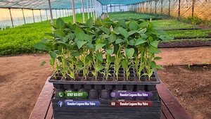 Rasaduri rosii, ardei, castraveti, vinete - Rasaduri legume de vanzare - imagine 6