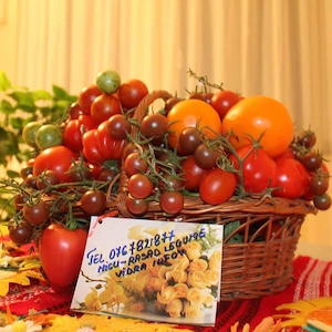 Rasaduri rosii, ardei, castraveti, vinete - Rasaduri legume de vanzare