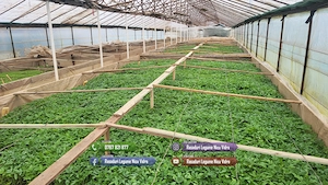 Rasaduri rosii, ardei, castraveti, vinete - Rasaduri legume de vanzare - imagine 3