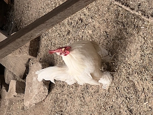 Schimb   vând cocos american alb