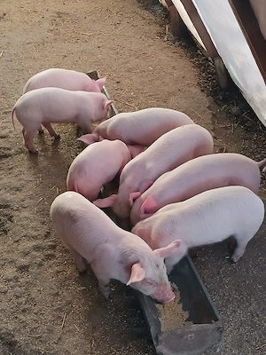 vând purcei de rasa 