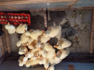 De vânzare  - imagine 2