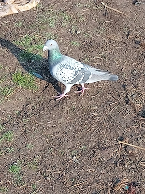 porumbei voiajori  - imagine 5