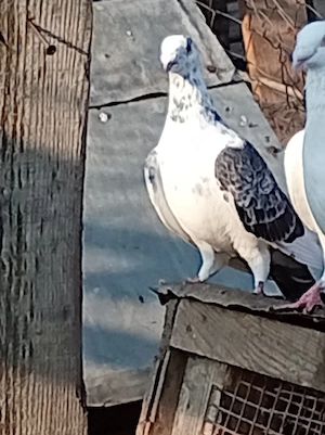 porumbei voiajori  - imagine 2