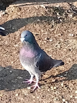 porumbei voiajori  - imagine 3