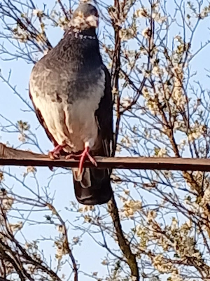 porumbei voiajori  - imagine 4