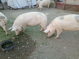 Vand porc. - imagine 4