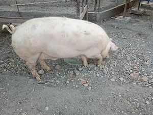 Vand porc. - imagine 5