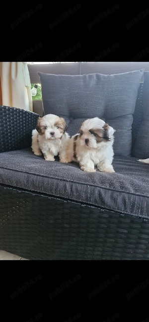 Shih tzu   