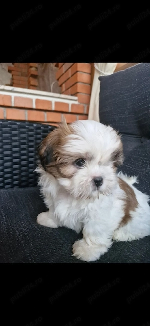 Shih tzu   
