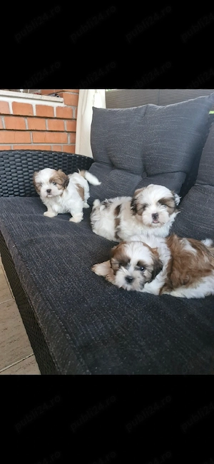 Shih tzu    