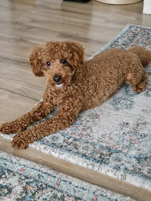 Rasa Cavapoo 