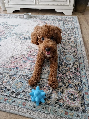 Rasa Cavapoo  - imagine 2