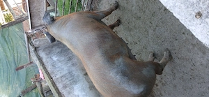 Porci de vânzare!! - imagine 2