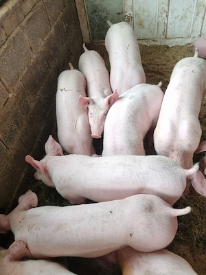 porci purcei 35-40 de kg rasa de carne