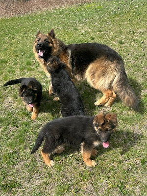 De vânzare - imagine 3