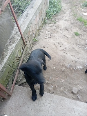 căței spre adopție  - imagine 2