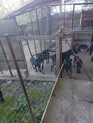 căței spre adopție  - imagine 4