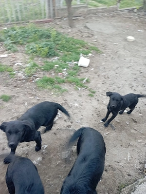 căței spre adopție  - imagine 3