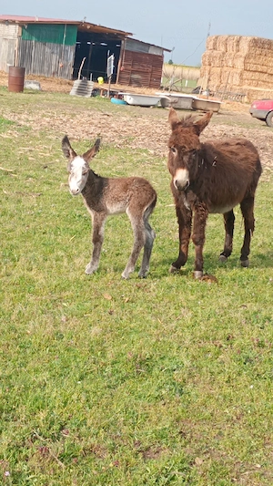 vand un pui de măgăruș si magarițe cu pui  - imagine 2