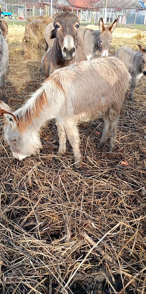 vand un pui de măgăruș si magarițe cu pui  - imagine 3