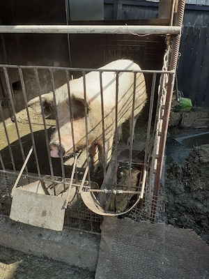 porc de vanzare - imagine 5