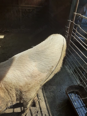 porc de vanzare - imagine 2