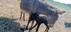 vand un pui de măgăruș si magarițe cu pui  - imagine 4