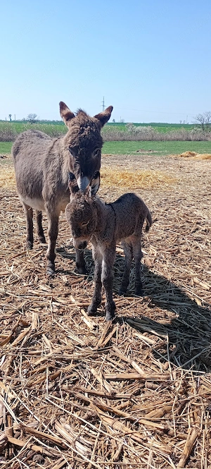 vand un pui de măgăruș si magarițe cu pui  - imagine 5