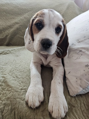 Doar o fetita disponibila  - imagine 2