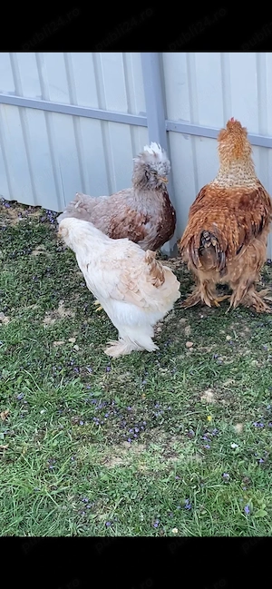 Pasari de curte - imagine 2